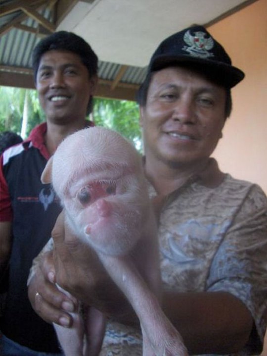 Piglet with monkey