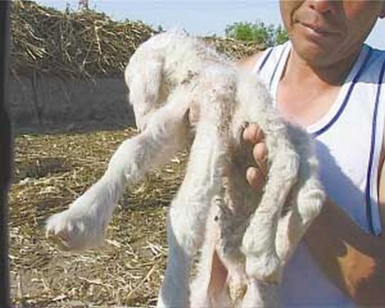 Seven legged baby goat in China