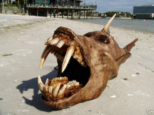 Hell Fish found on the Beach
