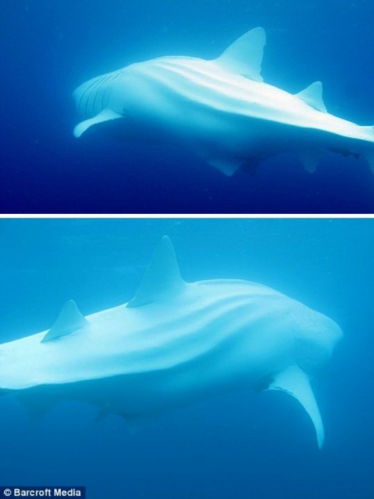 White Whale Sharks