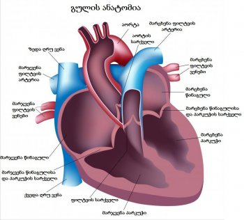 გულის ანატომია