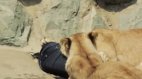 zoo jeans-ახალი ბრენდი,რომელიც ცხოველებისგან არის დაგლეჯილი