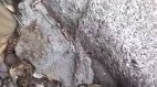 რამდენი ჭიაა ერთად..მე გველი მეგონა