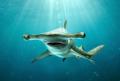 მეცნიერებმა ახალი სახეობის ზვიგენი აღმოაჩინეს