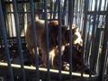 ქუთაისის "გორის პარკიდან" დათვი ცხოველთა თავშესაფარში გადაიყვანეს