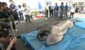 სენსაციური "დიდპირა"  ზვიგენი ნახეს იაპონიის სანაპიროზე (+ ვიდეო )