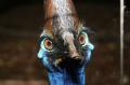 კაზუარი - ყველაზე საშიში ფრინველი დედამიწაზე