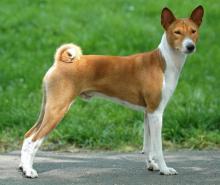 ბესენჯი – ძაღლი, რომელსაც ყეფა არ შეუძლია (იდეალური ძაღლი ბინისათვის)