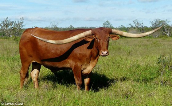 ძროხა უზარმაზარი რქებით