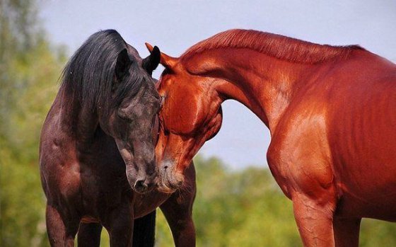 ცხენებსაც შეუძლიათ სიყვარული