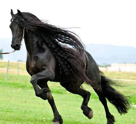 ლამაზი ცხენია.