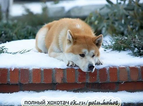 ერთგული ძაღლი ხახიტო,რომელიც 9 წელი ელოდა გარდაცვლილ პატრონს სადგურზე.