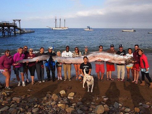 კალიფორნიაში აღმოაჩინეს 5 მეტრი სიგრძის გიგანტი არსება