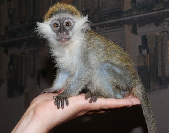 ყველაზე პატარა  მაიმუნი  მსოფლიოში