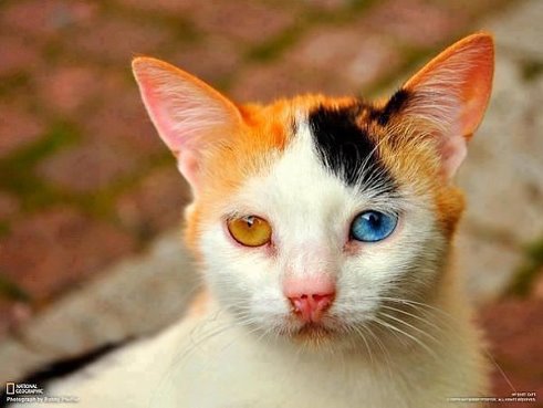 უცნაური კატა–სხვადასხვა ფერის თვალებით და თან საოცრად ლამაზი ბეწვით.
