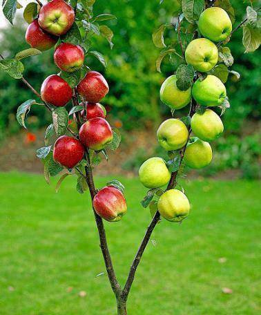ხე,რომელზეც ორი სხვადასხვა სახეობის ვაშლი ასხია.