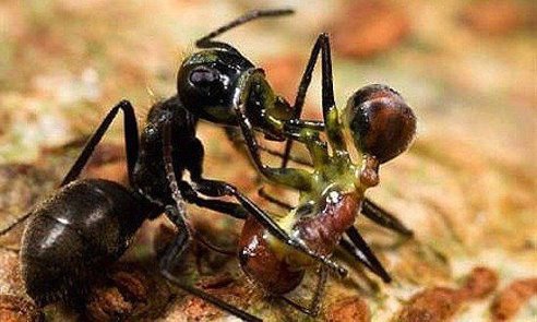 იცოდით რომ ჭიანჭველას მოწინააღმდეგე ჭიანჭველაზე თავდასხმისას შეუძლია ის შხამით მოწამლოს