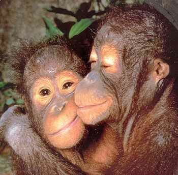 მაიმუნმა იცის სიყვარლი რაარის