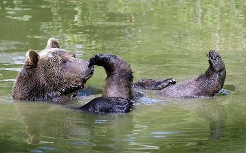 დათვი აბაზანას ღებულობს