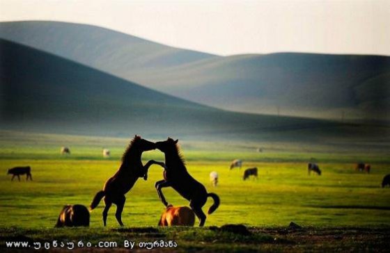ცხენების სიყვარული