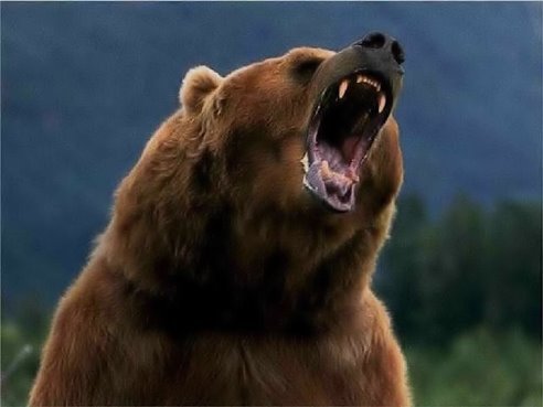 ეს დათვი იპოვნეს პოლონეთის ნაციონალურ პარკში ტყის მცველებმა.