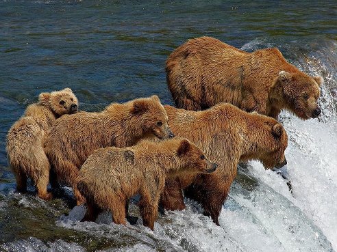 დათვების ოჯახი თევზის დასაჭერად არიან.აქ ზაფხულობით ბევრი ლოსოსია
