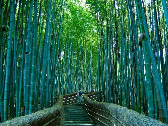 ბამბუკის ტყე იაპონიაში