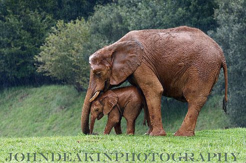 დედა სპილო წვიმისგან იცავს თავის პატარას
