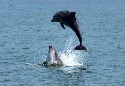 დელფინები ცეკვავენ