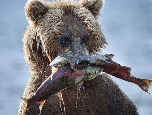 დათვი  კი არა ღორი ხარ ნამდვილი.გაანადგურე სულ თევზი