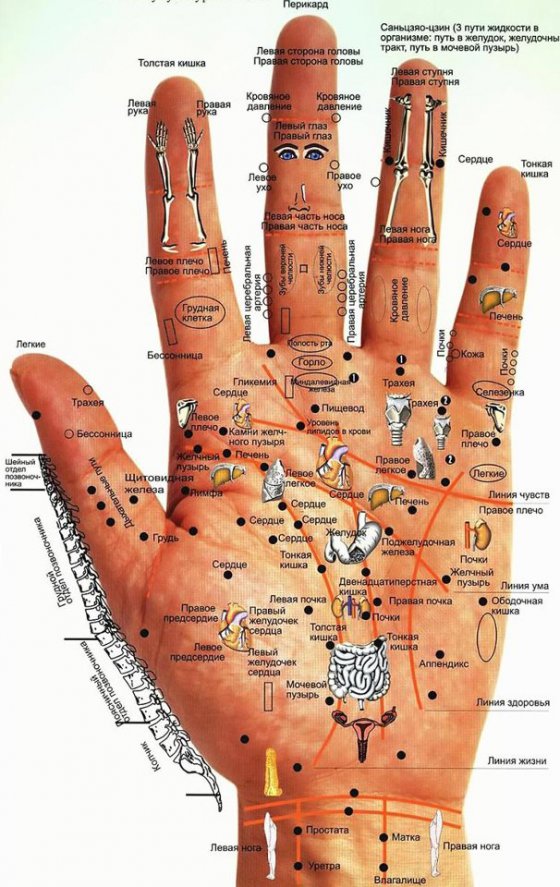 ხელის გულის ანატომიური რუქა