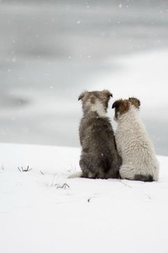სიცივე ცხოველებსაც აახლოებს ერთმანეთთან