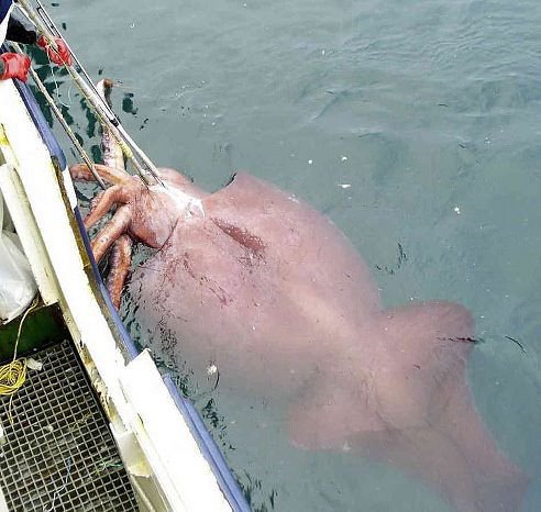 გიგანტური  ანტარქტიდული  კალმარი, რომელიც დაიჭირეს ახალი ზელანდიის  სანაპიროსთან და 450 კგ-ს იწონიდა
