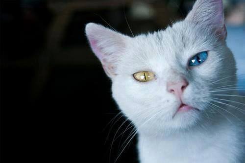 კატა სხვადასხვა ფერის თვალებით