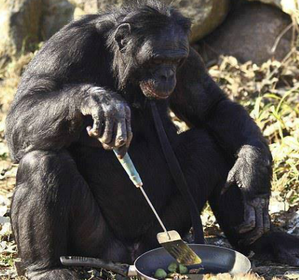 ეს არის 31 წლის შიმპანზე სახელად კანზი,რომელსაც საჭმლის მომზადება შეუძლია.
