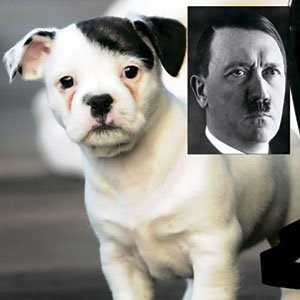 ძაღლი ჰიტლერი