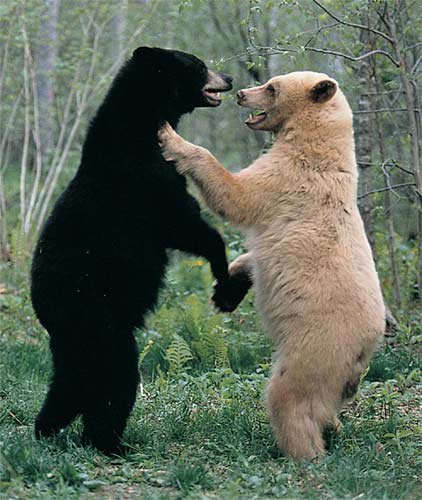 "ზდაროვა ბრატ" ანუ დათვები ესალმებიან ერთმანეთს.