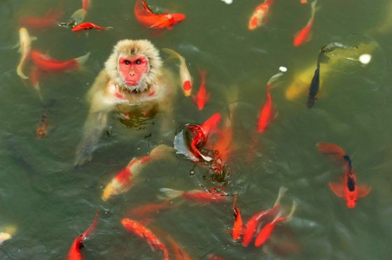 მაიმუნი  თევზებთან  ერთად