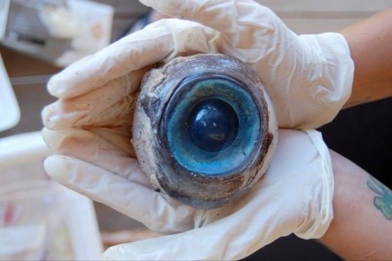 ხმალთევზას თვალის კაკალი, რომელიც აღმოჩენილ იქნა ქალაქ პომპანო-ბიჩის სანაპიროზე, ფლორიდის შტატი