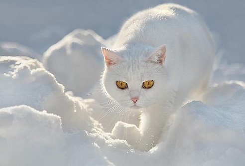 თეთრი,თეთრი,თოვლივით თეთრი...