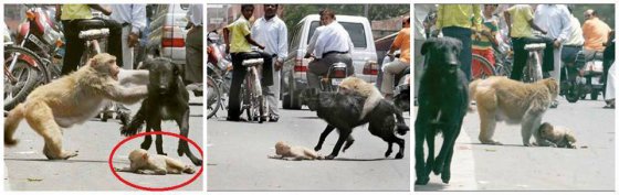 ინდოეთში პატარა მაიმუნს, რომელსაც თავდაპირველად მოტოციკლი დაეჯახა, თავს დაესხა მშიერი ძაღლი...
