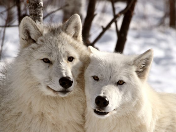 თეთრი მგლები