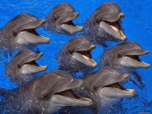 მხიარული დელფინები