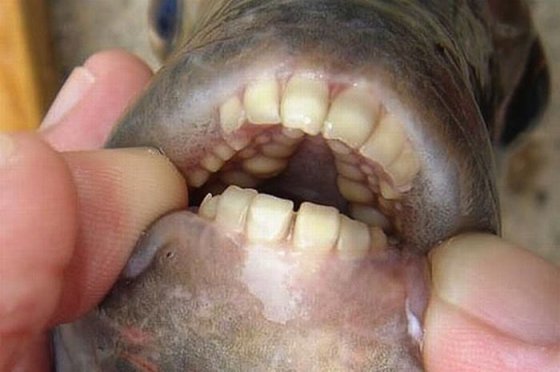 The Pacu თევზი რომელსაც ადამიანის მსგავსი კბილები აქვს