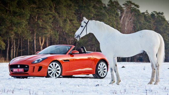 ამ ორ მშვენიერებას შორის რომელს აირჩევდით,მანქანას თუ ცხენს?