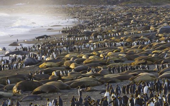 ათასობით სამეფო პინგვინი და ზღვის სპილო სანაპიროზე