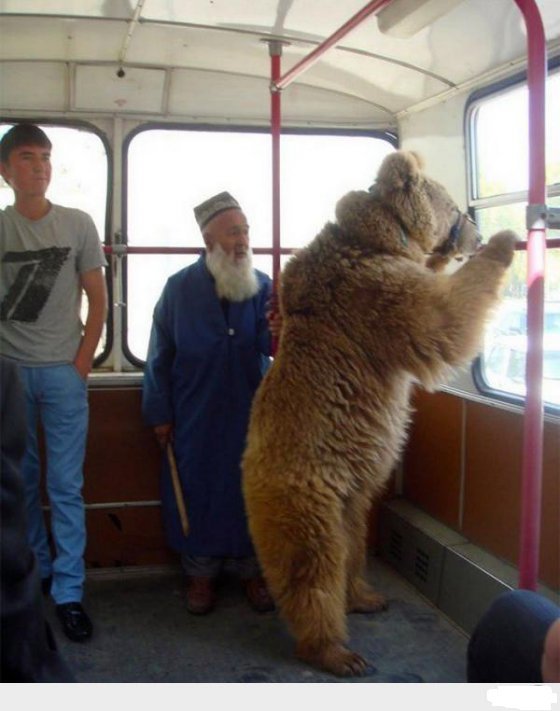უჩვეულო მგზავრი მოსკოვის ავტობუსში