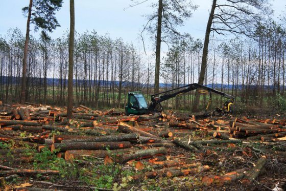 რუსეთმა ჩინეთს 1 მილიონი ჰექტარი  ტყის მასივი მიჰყიდა გასაკაფად.