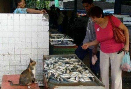 თევზების გამყიდველი კატა
