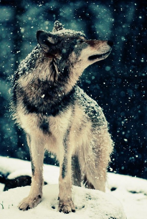 მგელი ზამთარში